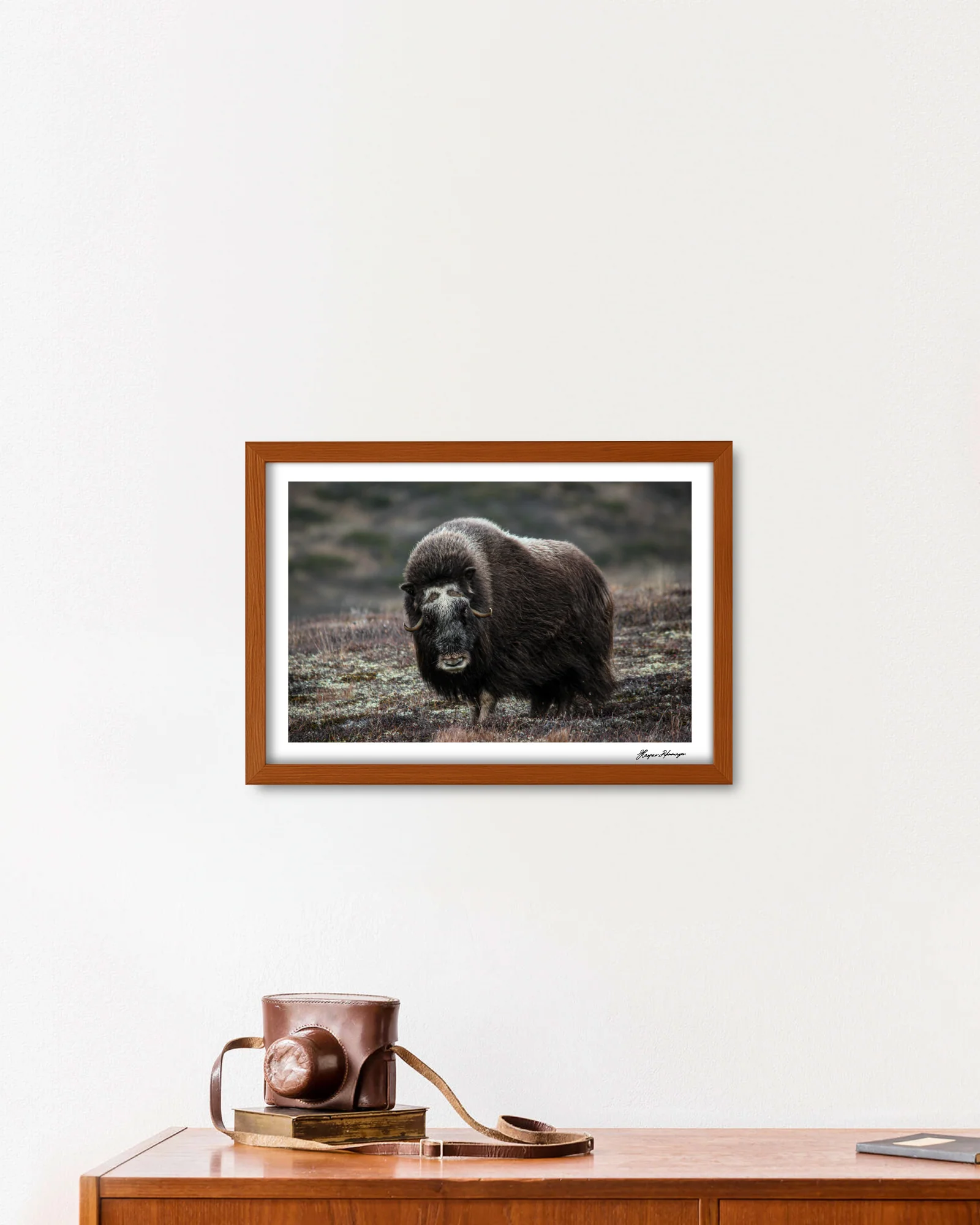 Elder Muskox Cow, Photograph by Kaspar Rønningen - Image 3