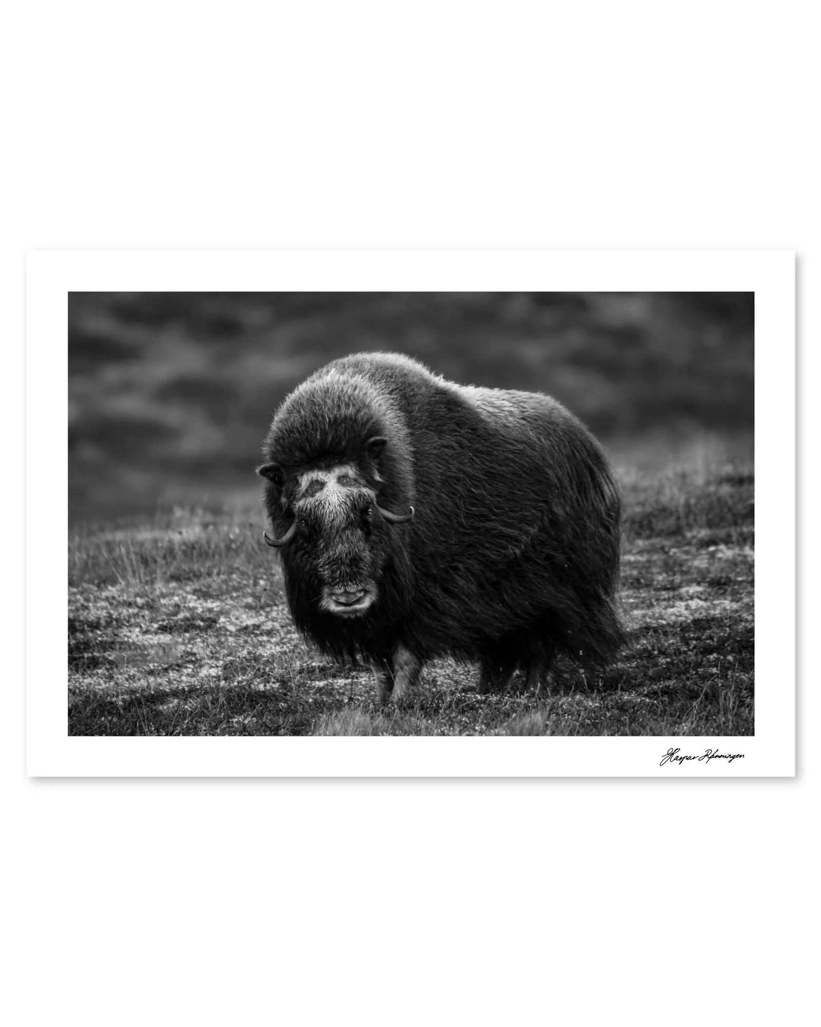Elder Muskox Cow, Photograph by Kaspar Rønningen - Image 4