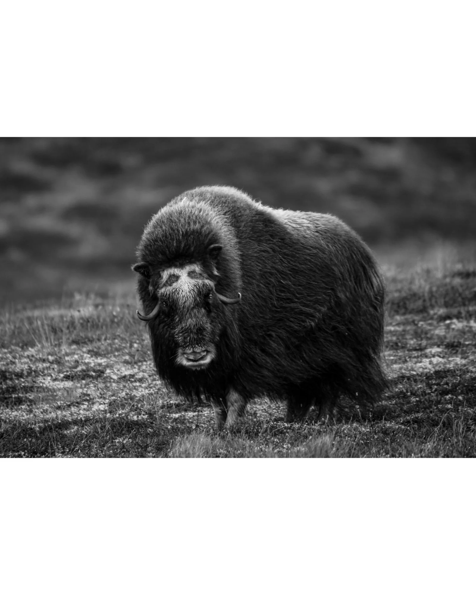 Elder Muskox Cow, Photograph by Kaspar Rønningen - Image 5