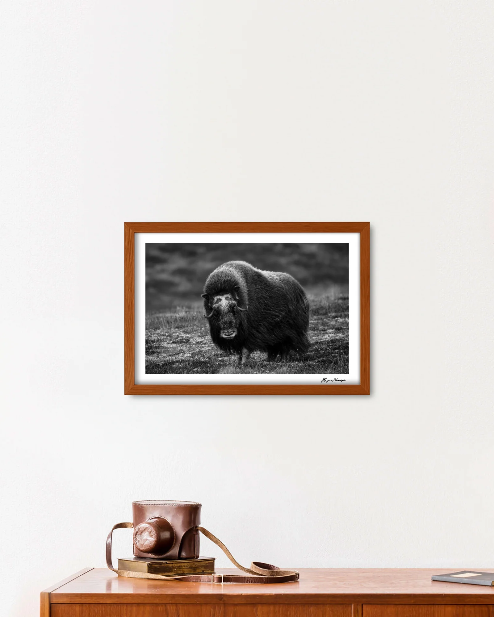 Elder Muskox Cow, Photograph by Kaspar Rønningen - Image 6