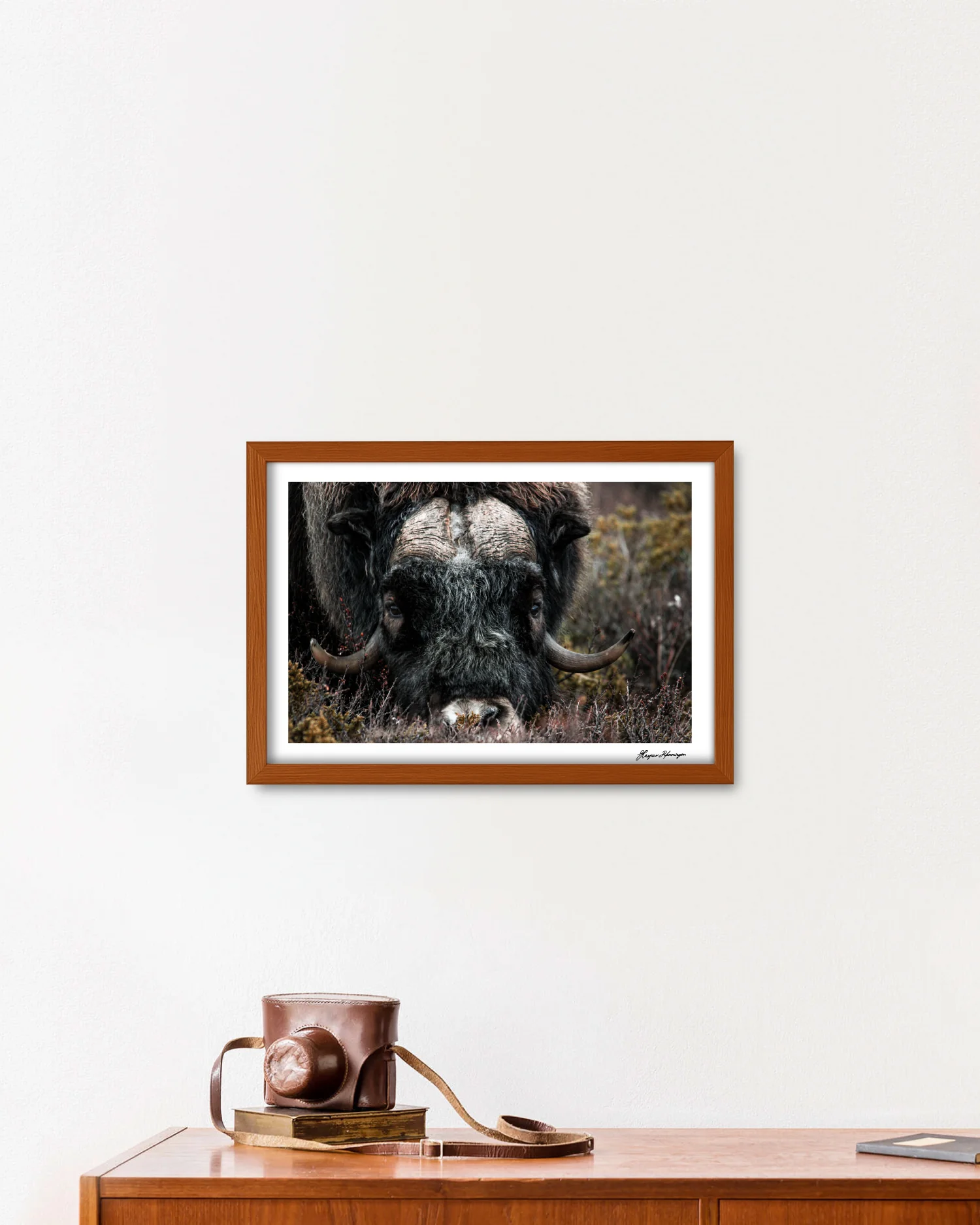Foraging Muskox, Photograph by Kaspar Rønningen - Image 3