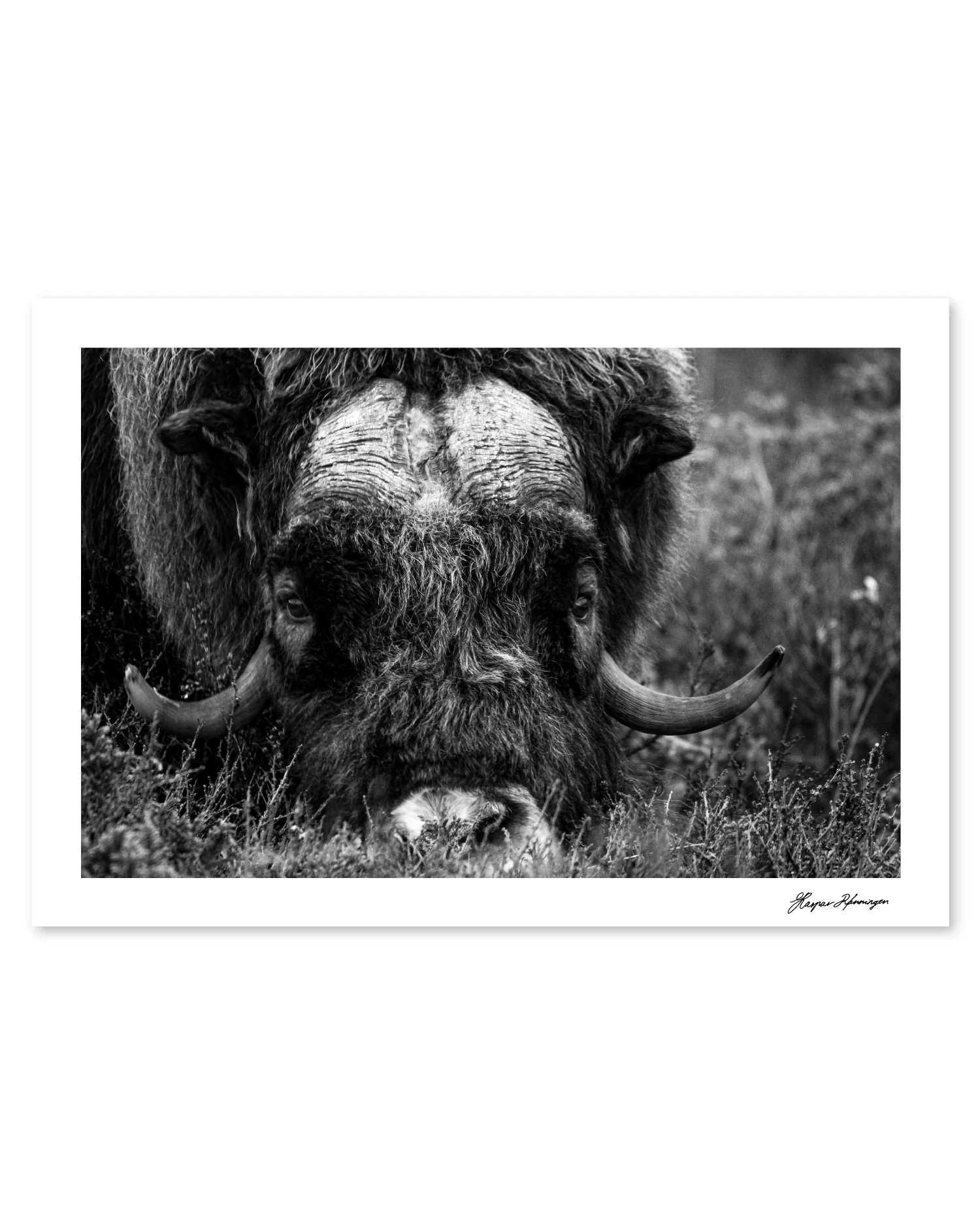 Foraging Muskox, Photograph by Kaspar Rønningen - Image 4