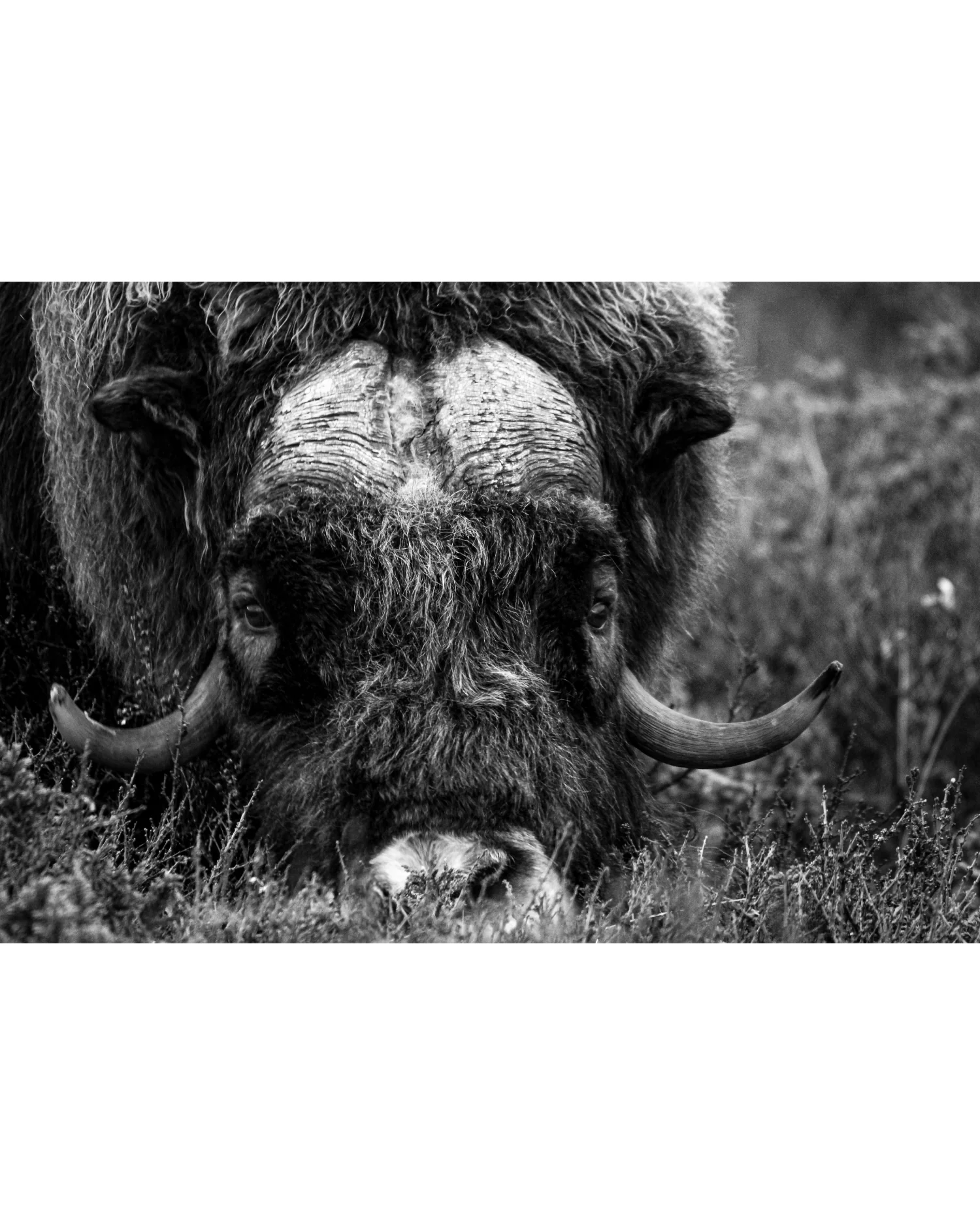 Foraging Muskox, Photograph by Kaspar Rønningen - Image 5