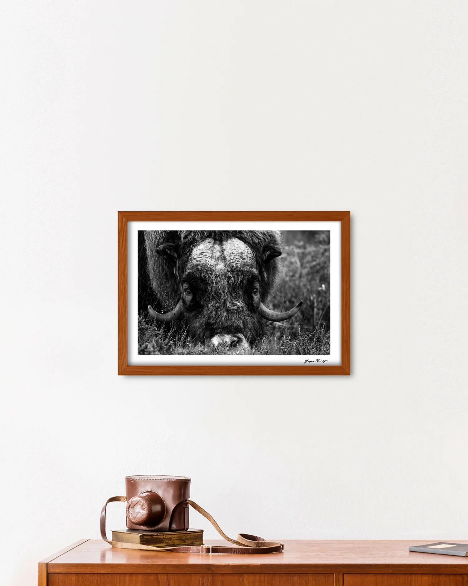 Foraging Muskox, Photograph by Kaspar Rønningen - Image 6