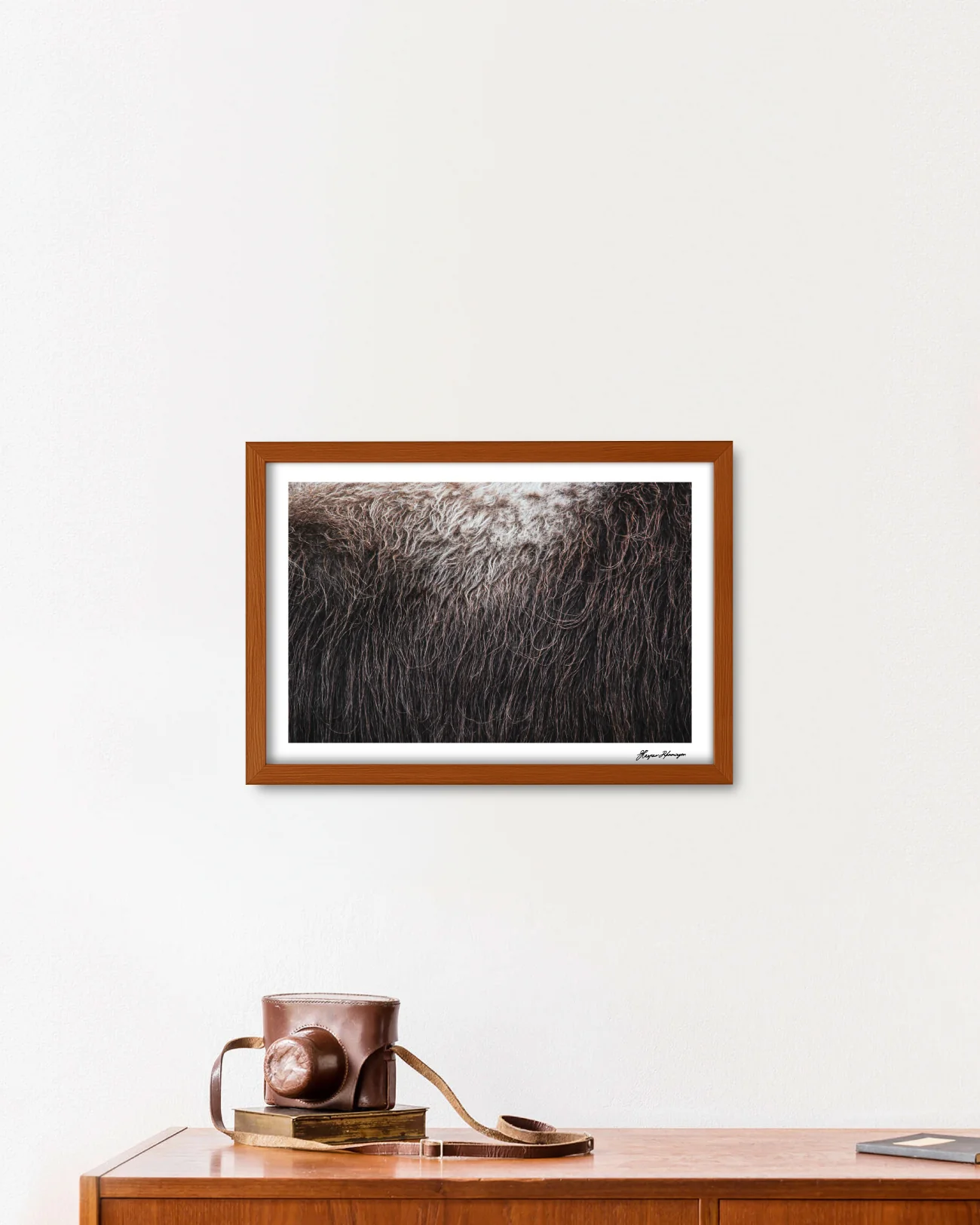 Muskox-Bull's-Broadside, Photograph by Kaspar Rønningen - Image 3
