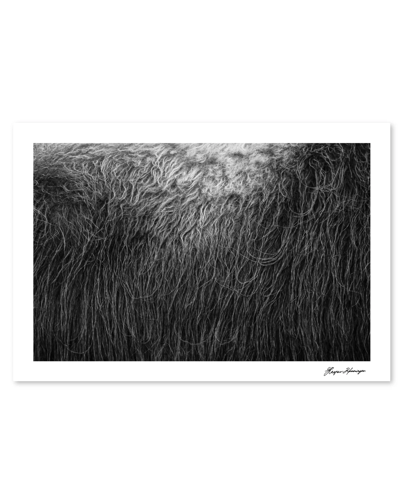 Muskox-Bull's-Broadside, Photograph by Kaspar Rønningen - Image 4