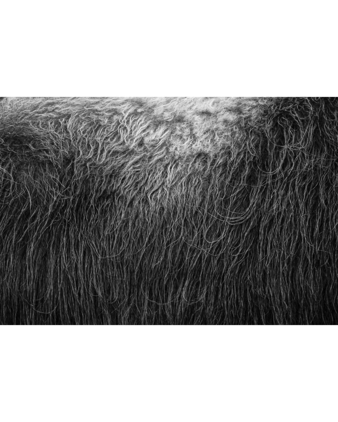 Muskox-Bull's-Broadside, Photograph by Kaspar Rønningen - Image 5