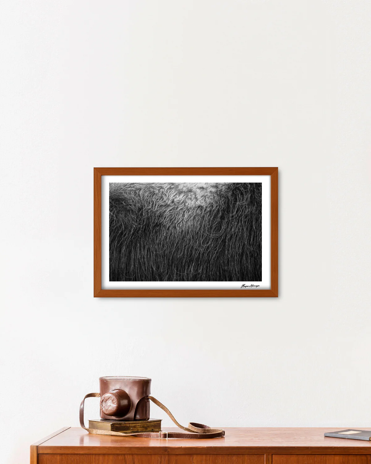 Muskox-Bull's-Broadside, Photograph by Kaspar Rønningen - Image 6