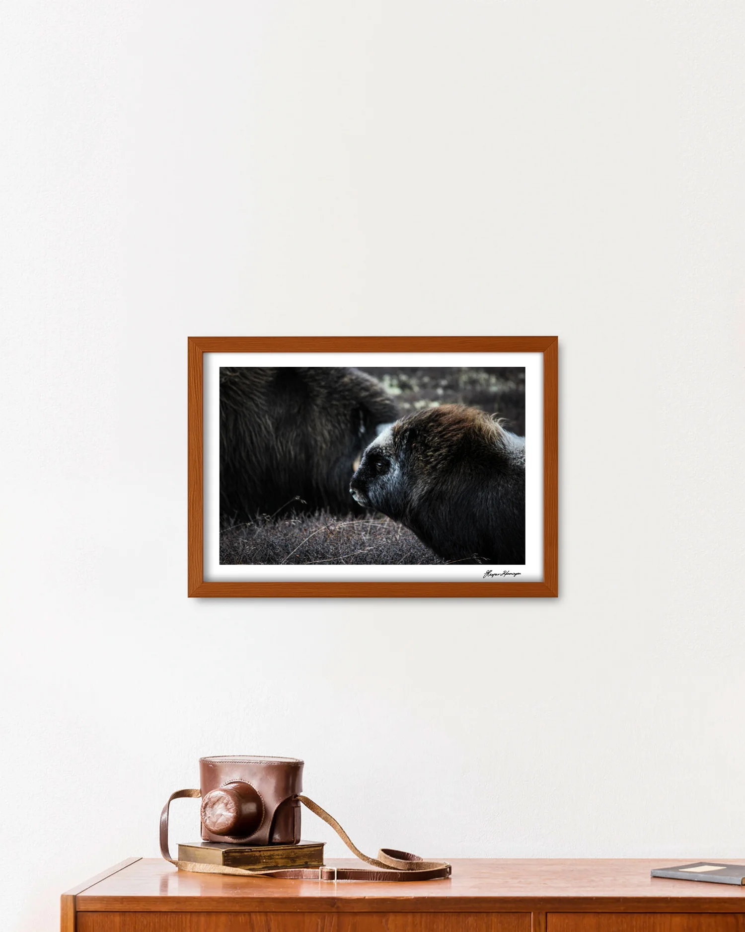 Young Muskox Calf, Photograph by Kaspar Rønningen - Image 3