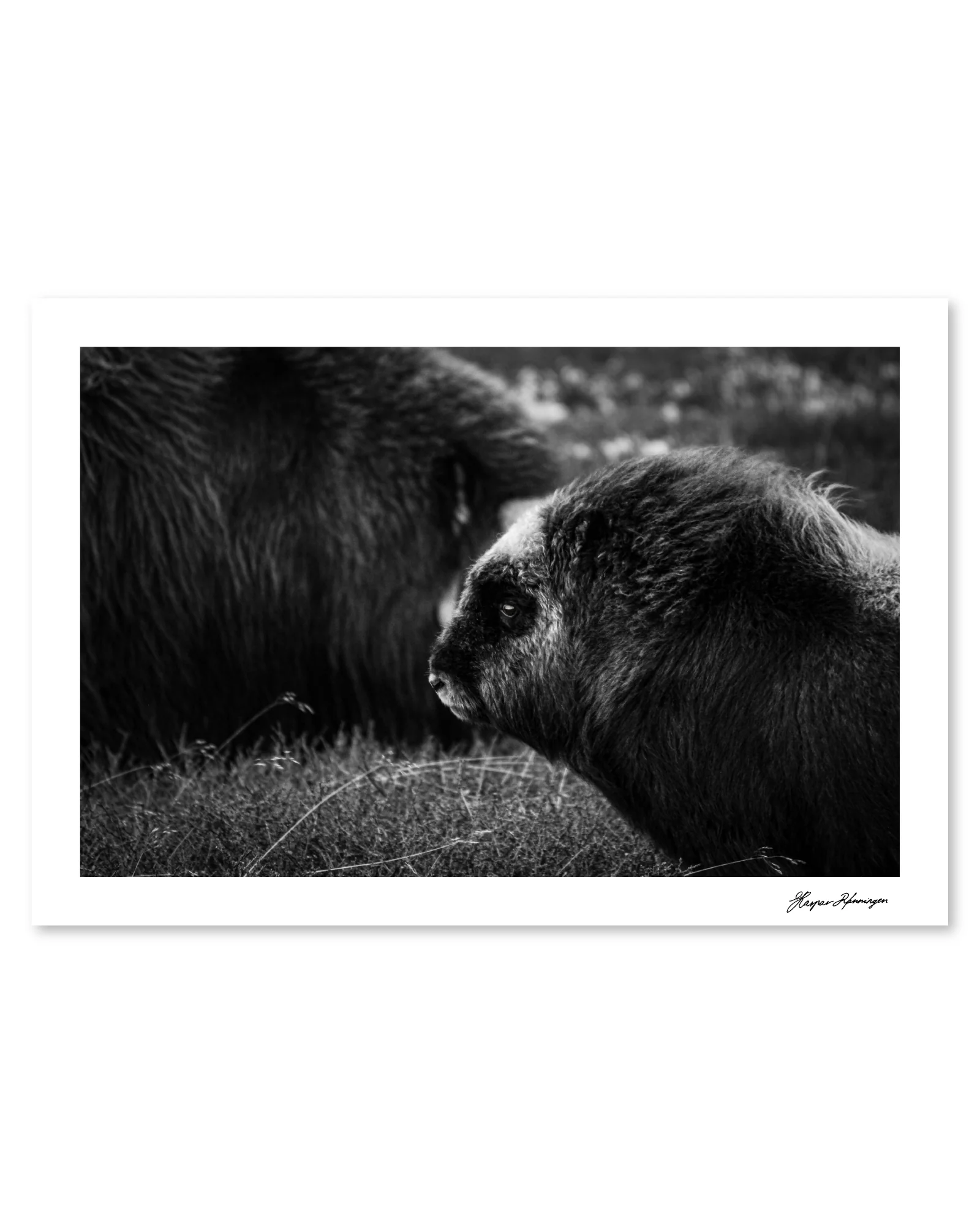 Young Muskox Calf, Photograph by Kaspar Rønningen - Image 4
