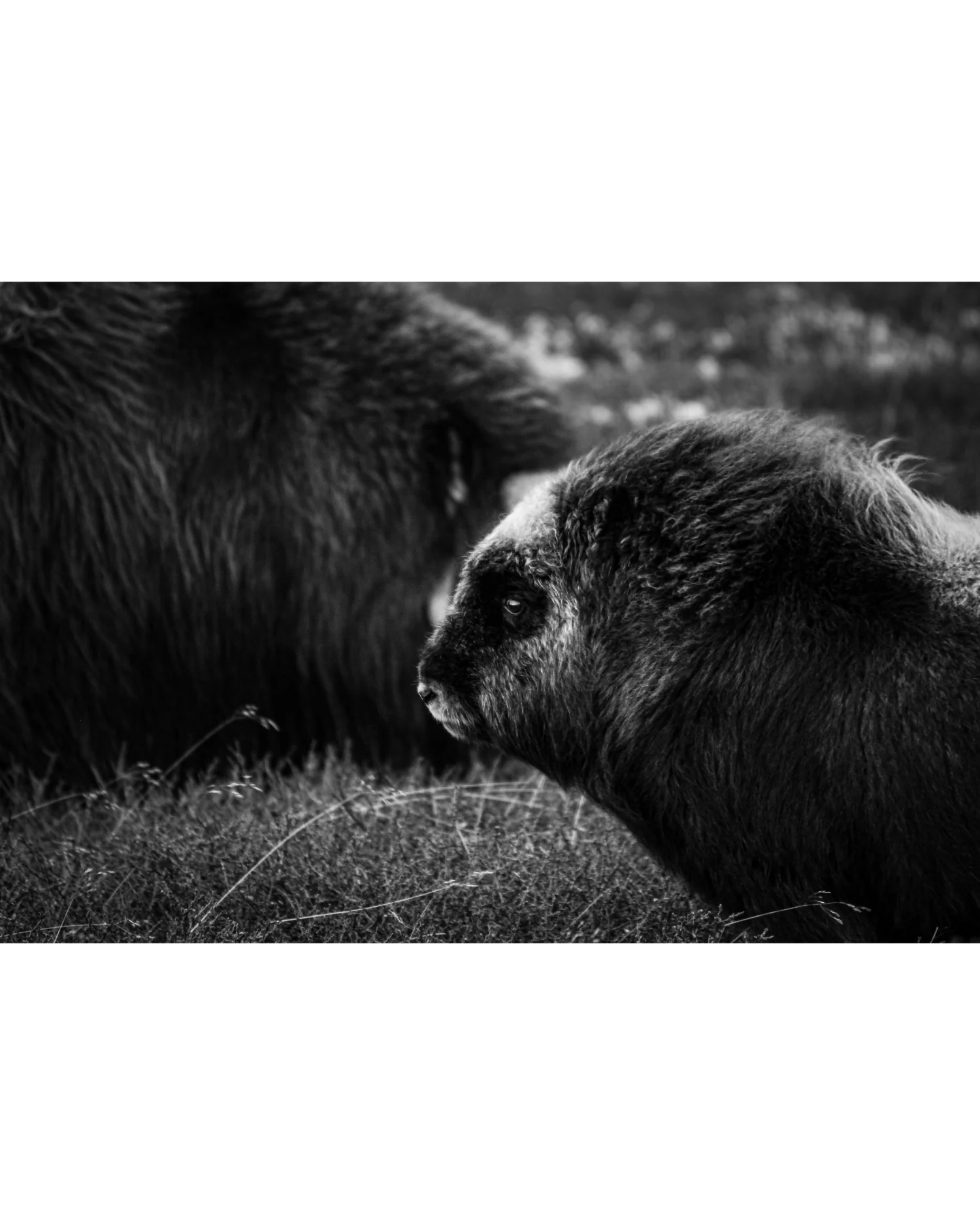 Young Muskox Calf, Photograph by Kaspar Rønningen - Image 5