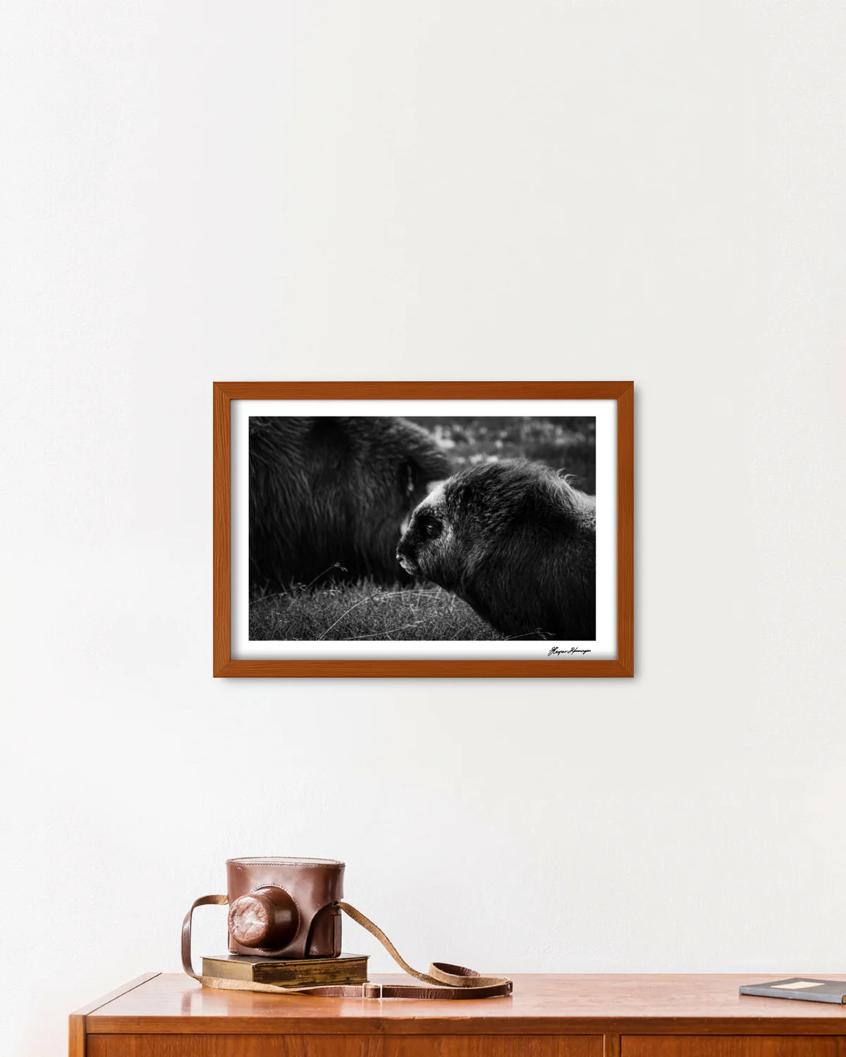 Young Muskox Calf, Photograph by Kaspar Rønningen - Image 6