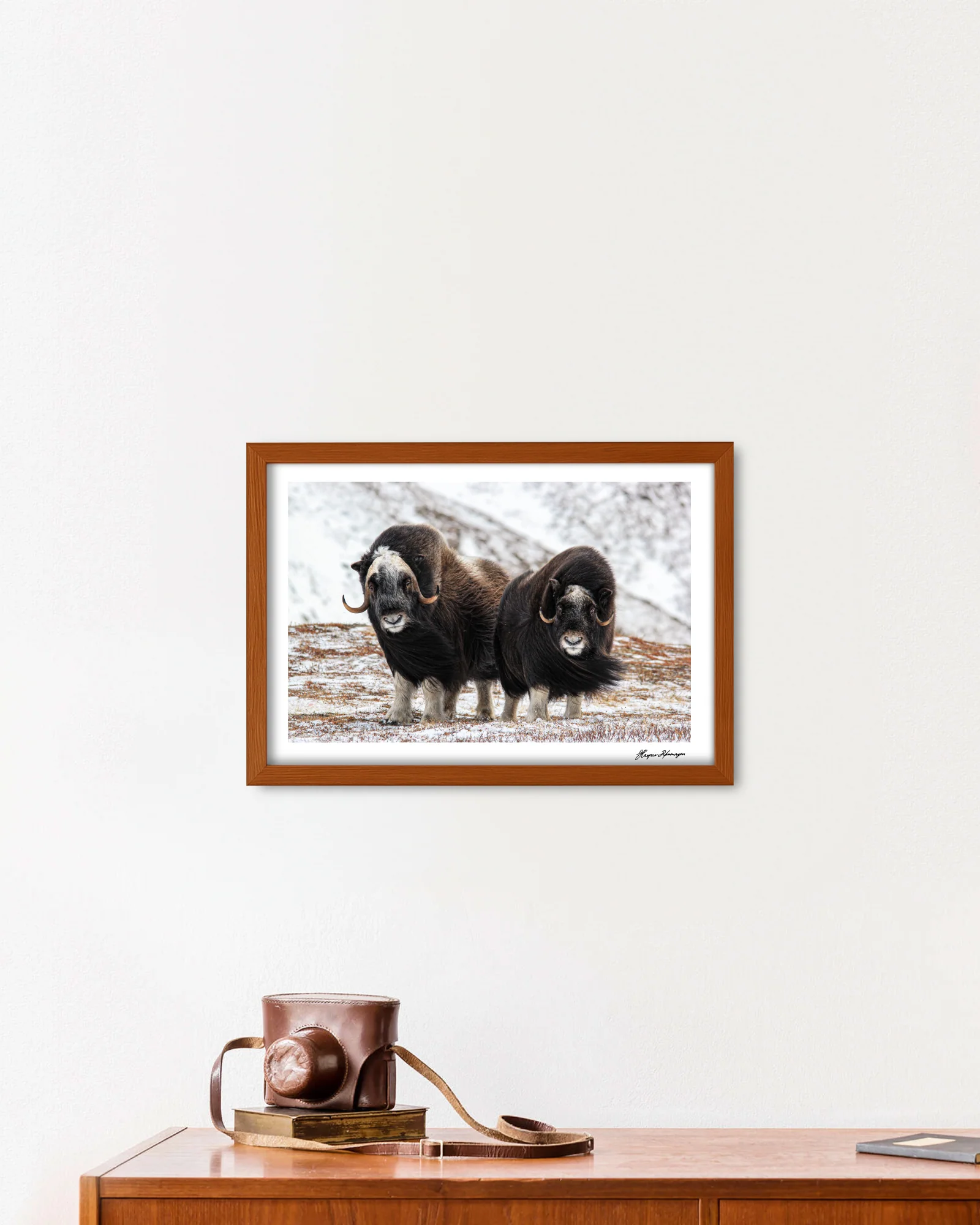 Young Muskox Pair, Photograph by Kaspar Rønningen - Image 3