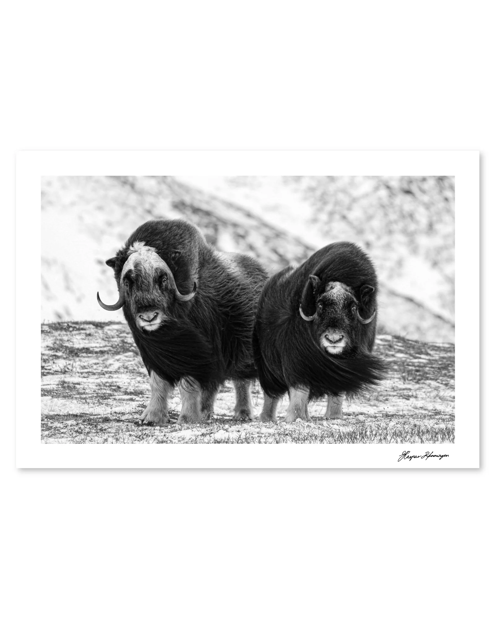 Young Muskox Pair, Photograph by Kaspar Rønningen - Image 4