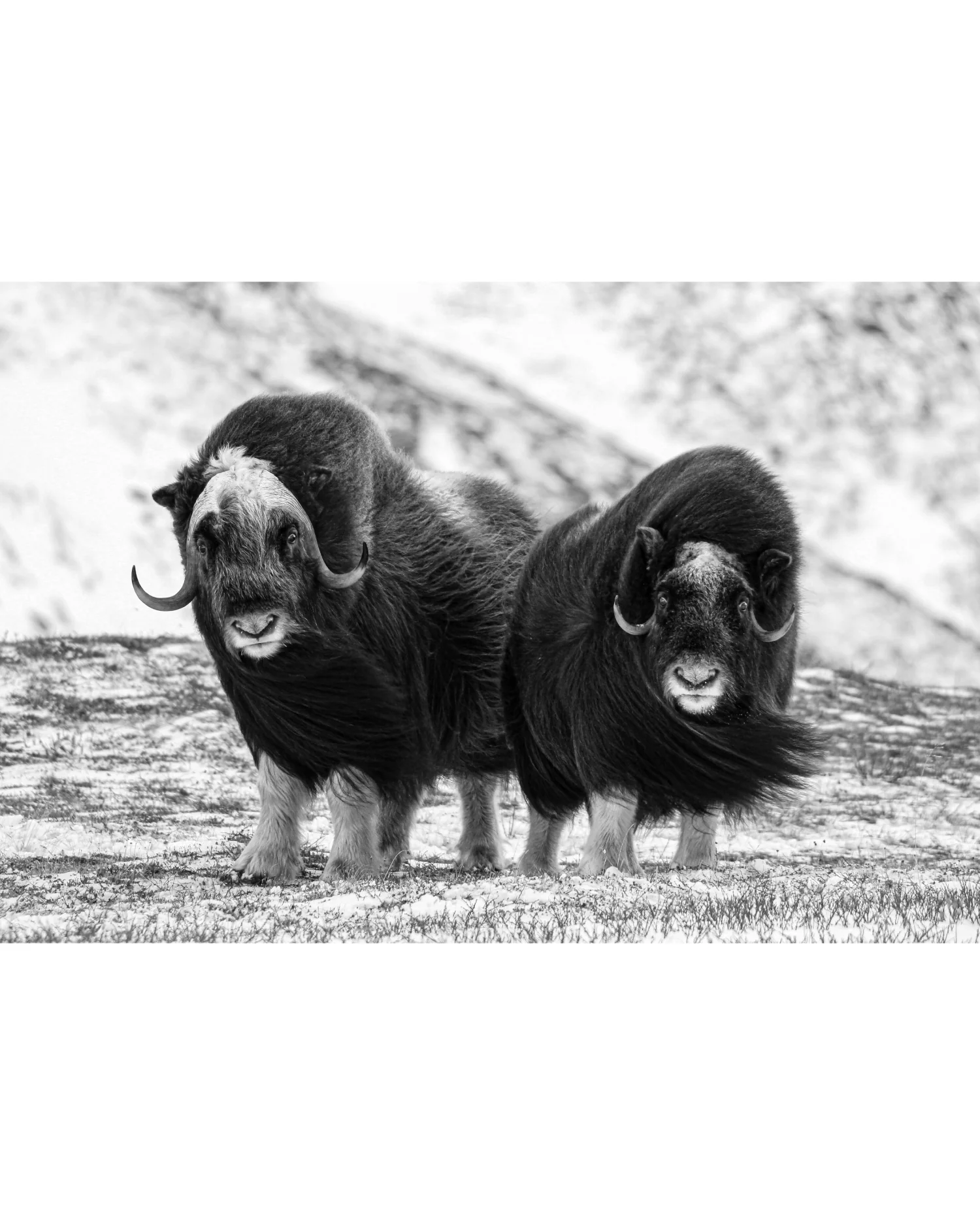 Young Muskox Pair, Photograph by Kaspar Rønningen - Image 5