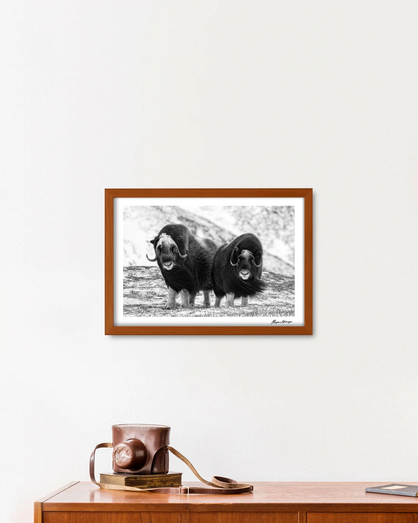 Young Muskox Pair, Photograph by Kaspar Rønningen - Image 6